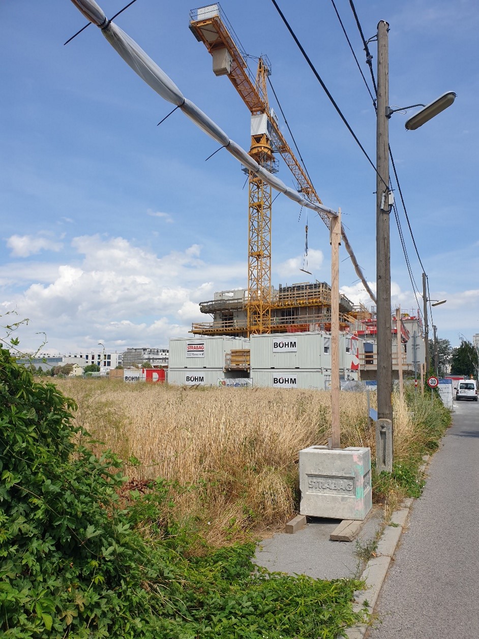 Rodung im Donaufeld