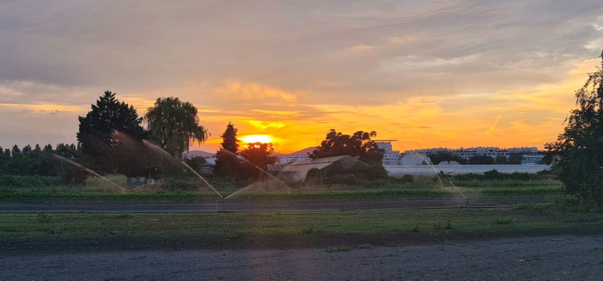 Krötenrettung im Donaufeld