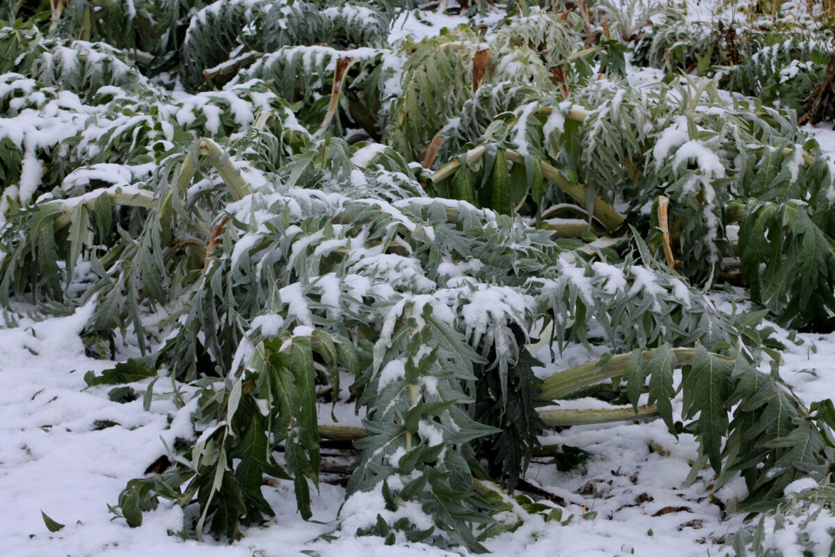 Donaufeld im Winter