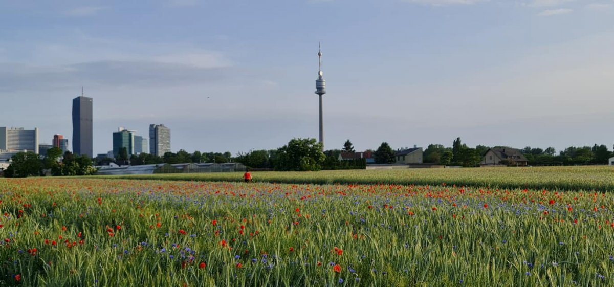 Donaufeld