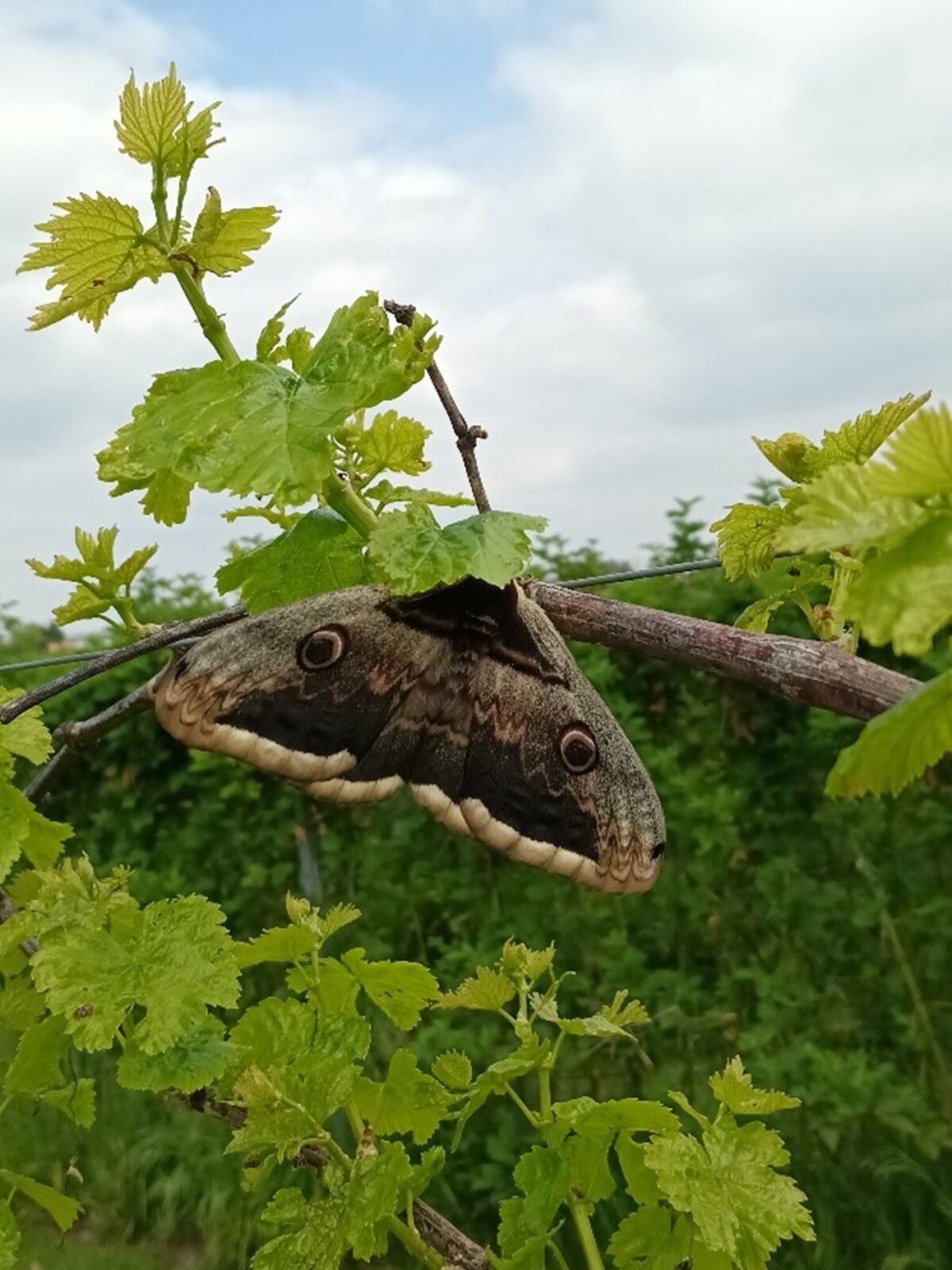 Tiere im Donaufeld